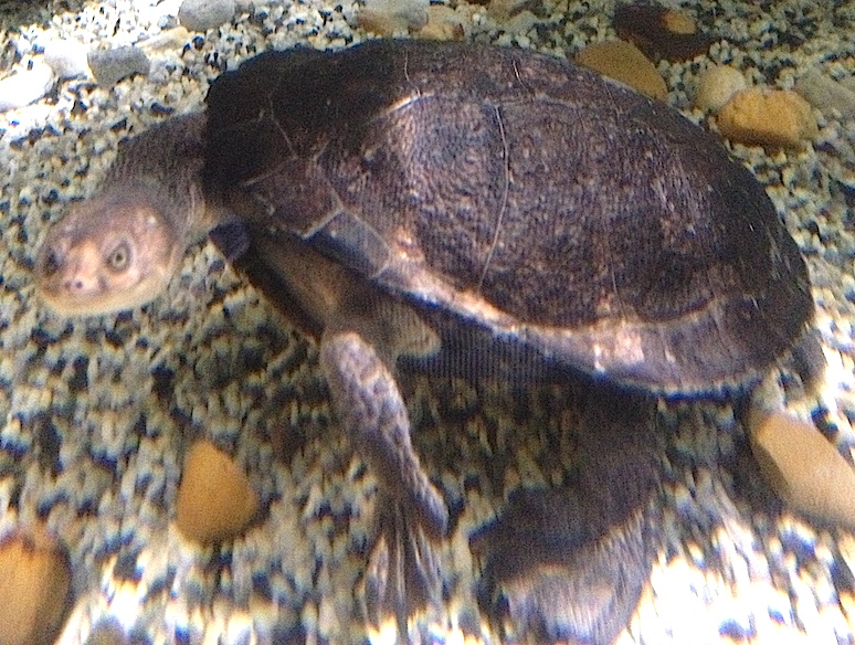 Chelodina longicollis